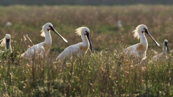 Een lepelaar in de Texelse natuur