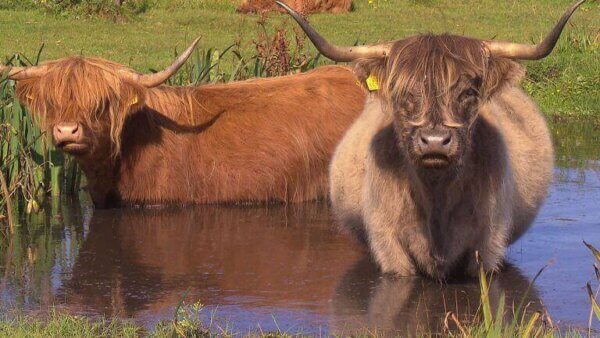 Schotse Hooglanders met kalf in De Bollekamer