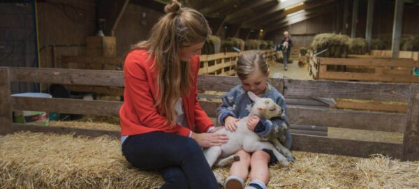 schapen bij Schapenboerderij Texel