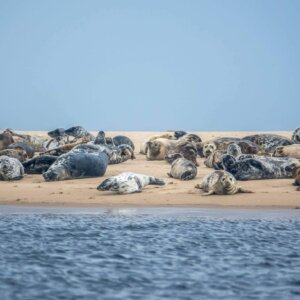 Rustende zeehonden op een zandplaat in de Noordzee